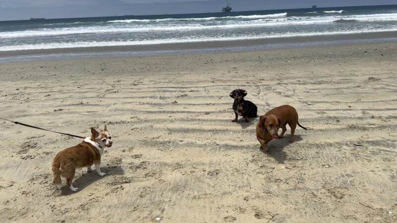 Dog Beach | Huntington Beach - Huntington Beach, CA