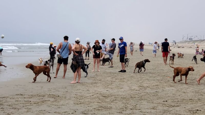 Dog Beach | Huntington Beach - Huntington Beach, CA