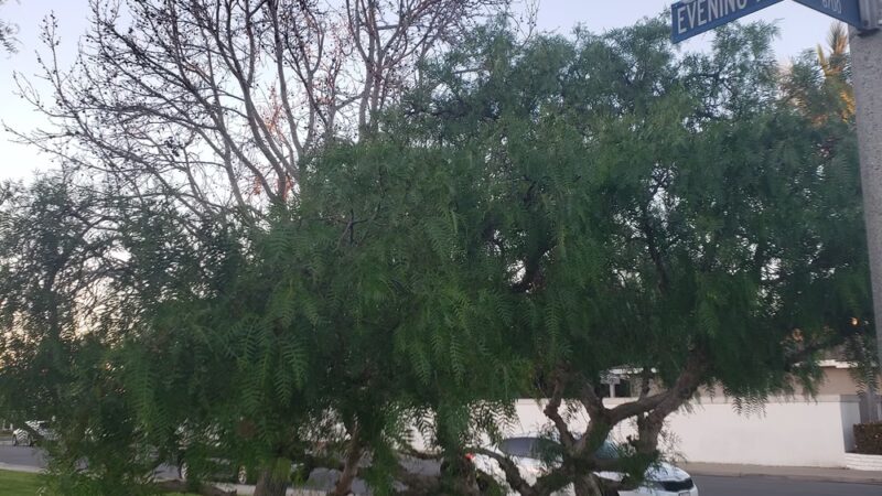 Finley Park - Huntington Beach, CA