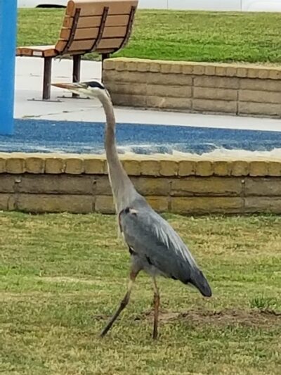Gisler Park - Huntington Beach, CA