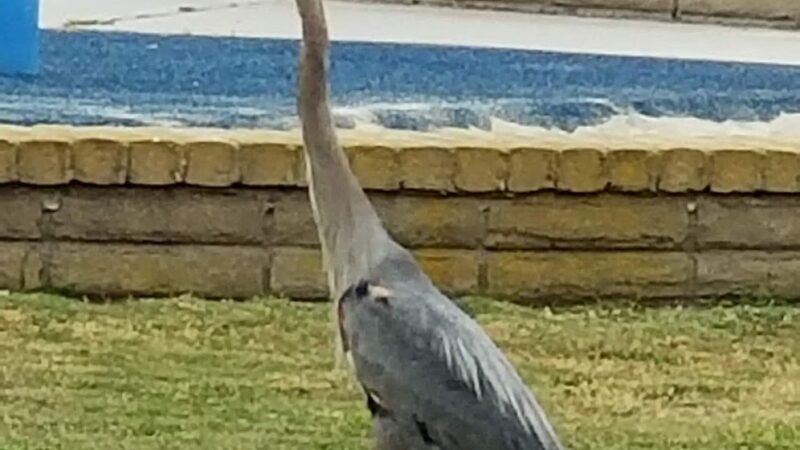 Gisler Park - Huntington Beach, CA