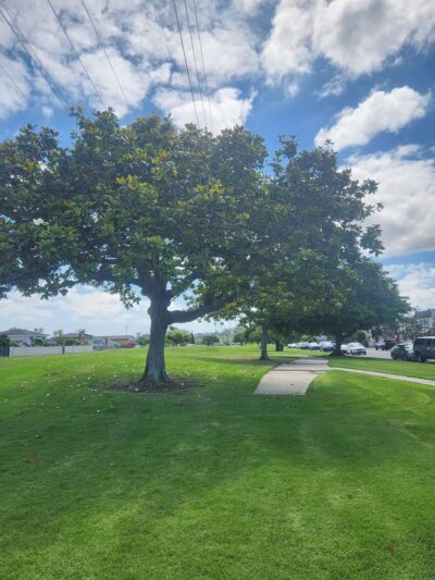 Gisler Park - Huntington Beach, CA