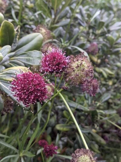 Huntington Beach Central Park - Huntington Beach, CA