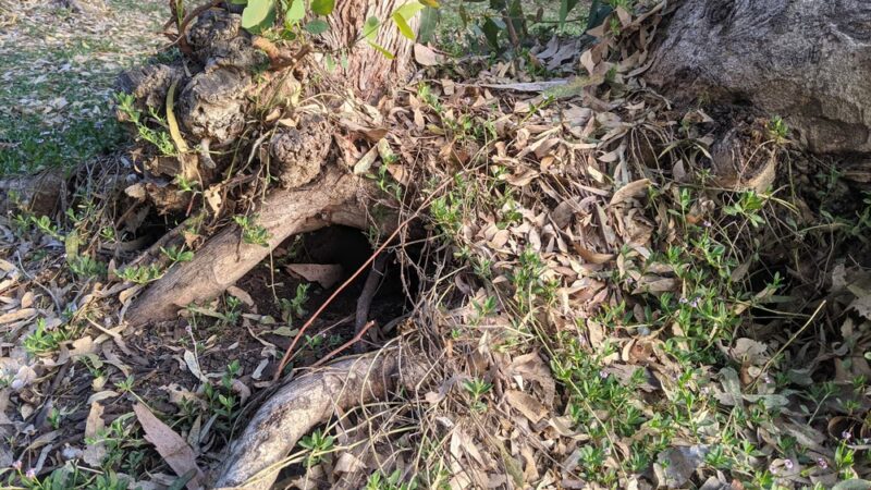 Huntington Beach Central Park - Huntington Beach, CA