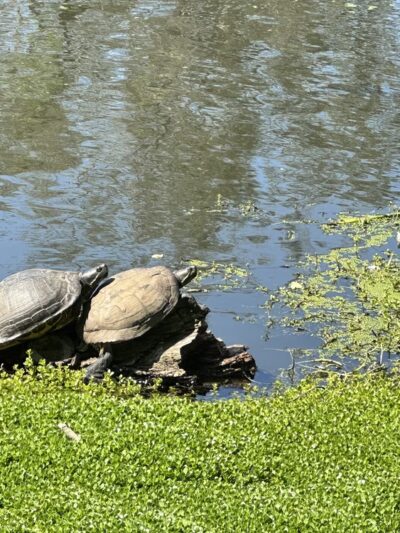 Huntington Beach Central Park - Huntington Beach, CA