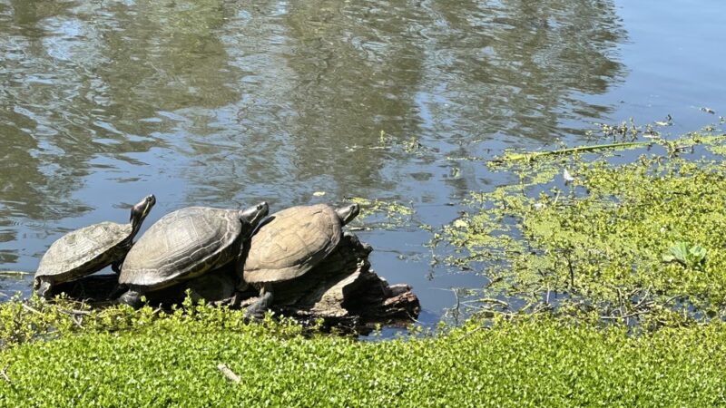 Huntington Beach Central Park - Huntington Beach, CA