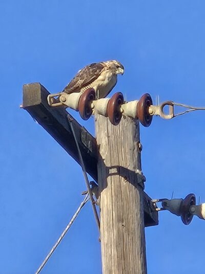 Irby Park - Huntington Beach, CA