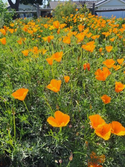 Irby Park - Huntington Beach, CA