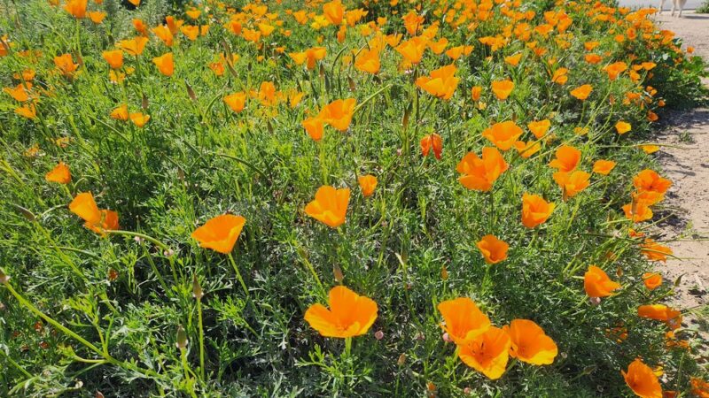 Irby Park - Huntington Beach, CA