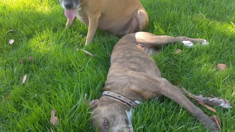 Irby Park - Huntington Beach, CA