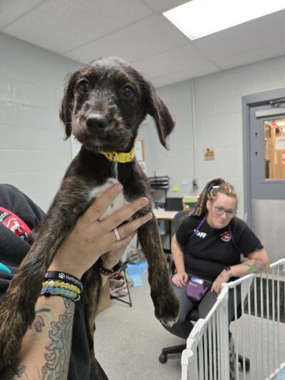 Huntington County Humane Society, Inc. - Huntington, IN