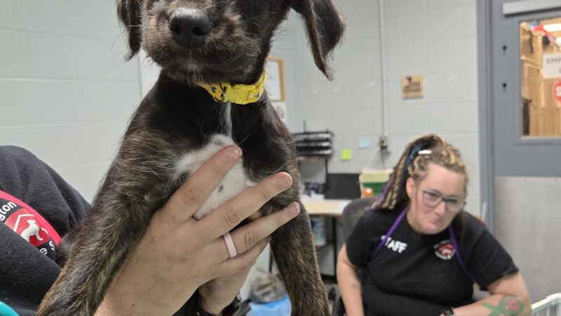 Huntington County Humane Society, Inc. - Huntington, IN