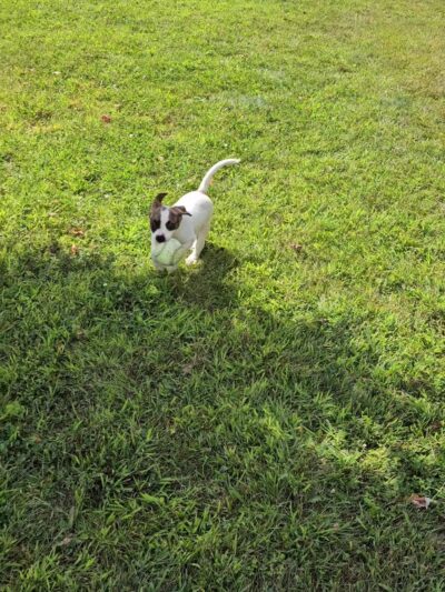 Huntington County Humane Society, Inc. - Huntington, IN