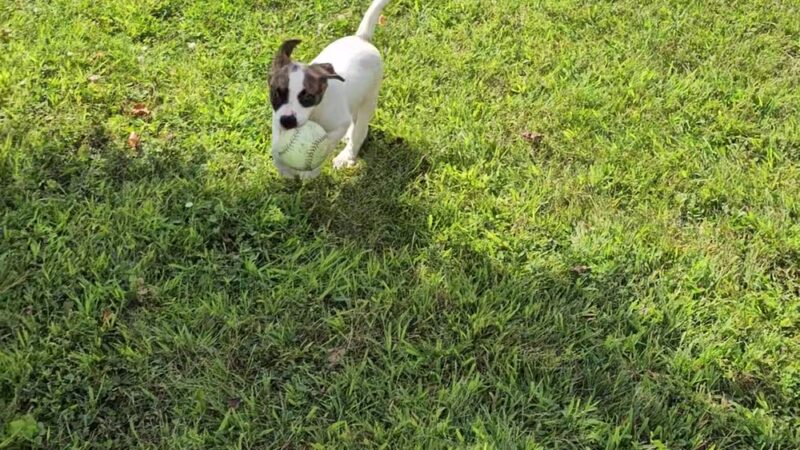 Huntington County Humane Society, Inc. - Huntington, IN