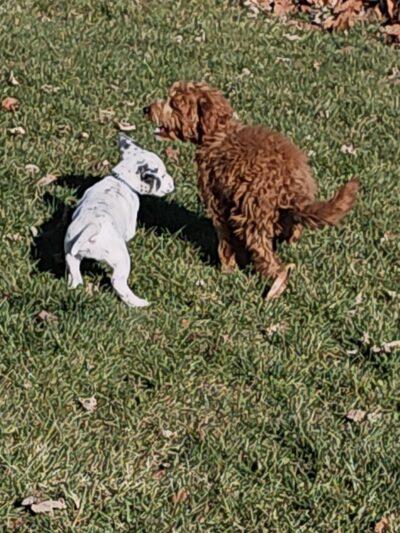 Huntington County Humane Society, Inc. - Huntington, IN