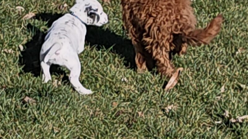 Huntington County Humane Society, Inc. - Huntington, IN