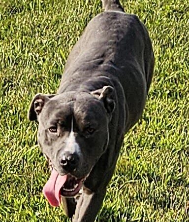 Huntington County Humane Society, Inc. - Huntington, IN