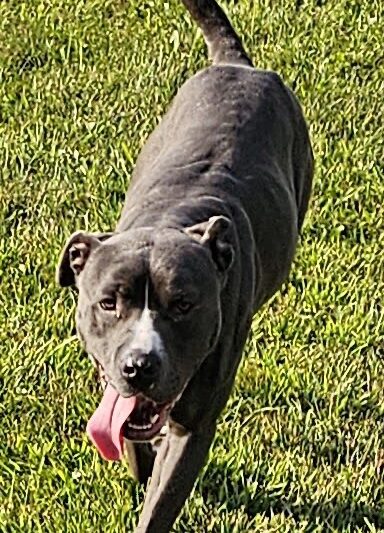 Huntington County Humane Society, Inc. - Huntington, IN