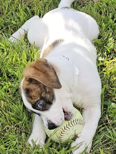 Huntington County Humane Society, Inc. - Huntington, IN