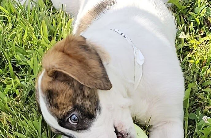 Huntington County Humane Society, Inc. - Huntington, IN