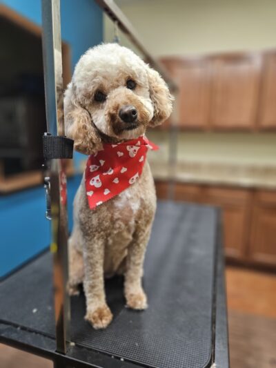 Huntington Dog Salon - Huntington, IN