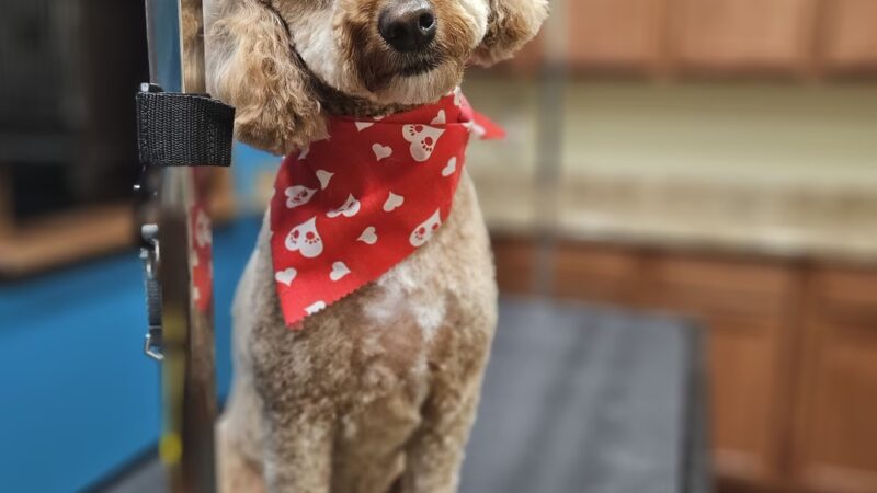 Huntington Dog Salon - Huntington, IN