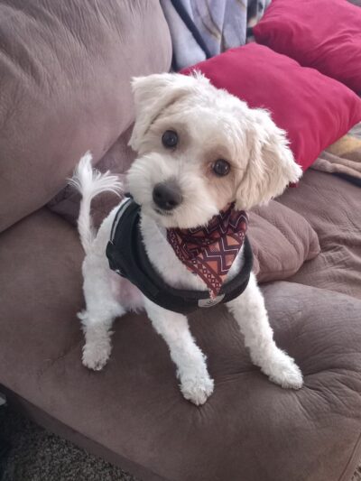 Huntington Dog Salon - Huntington, IN