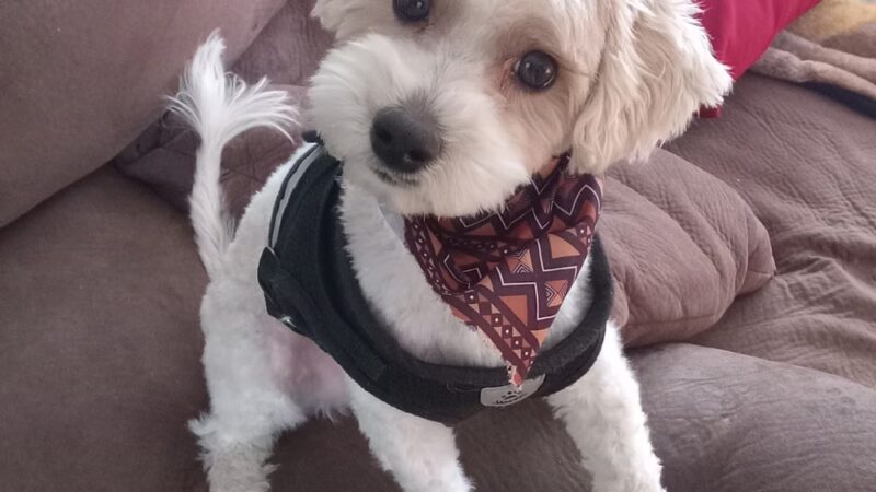 Huntington Dog Salon - Huntington, IN