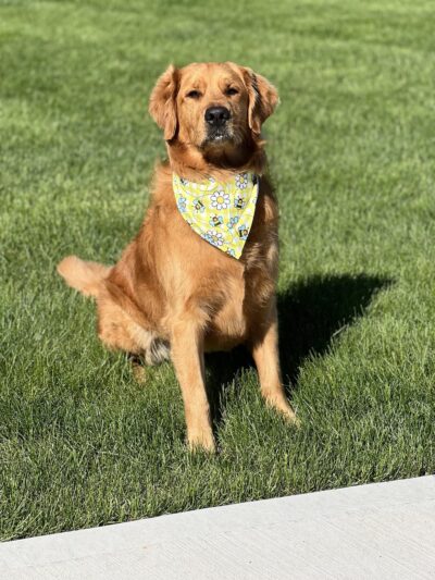 Huntington Dog Salon - Huntington, IN