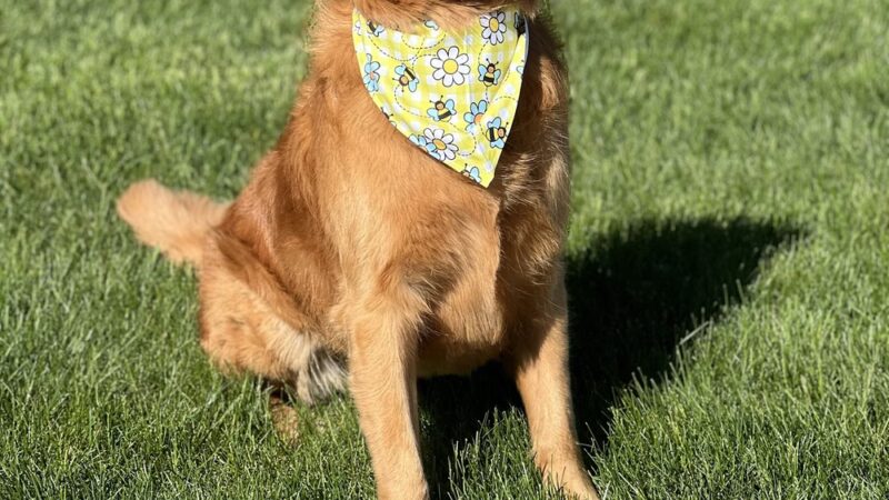 Huntington Dog Salon - Huntington, IN