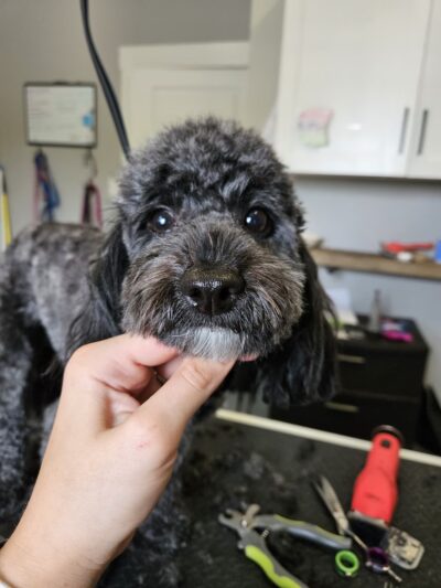 Huntington Dog Salon - Huntington, IN