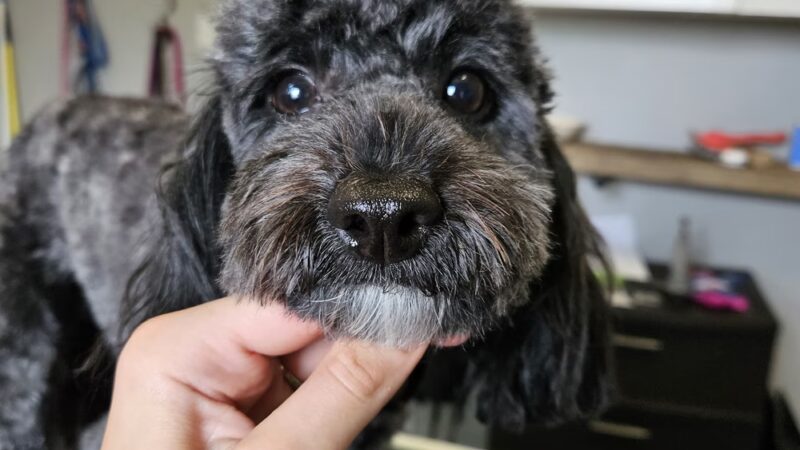 Huntington Dog Salon - Huntington, IN