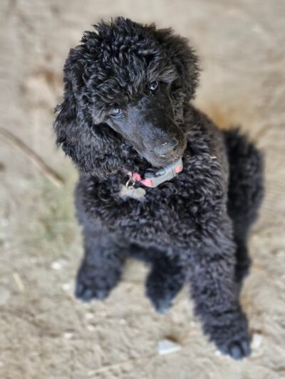 Huntington Dog Salon - Huntington, IN