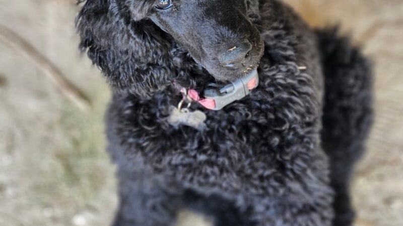 Huntington Dog Salon - Huntington, IN