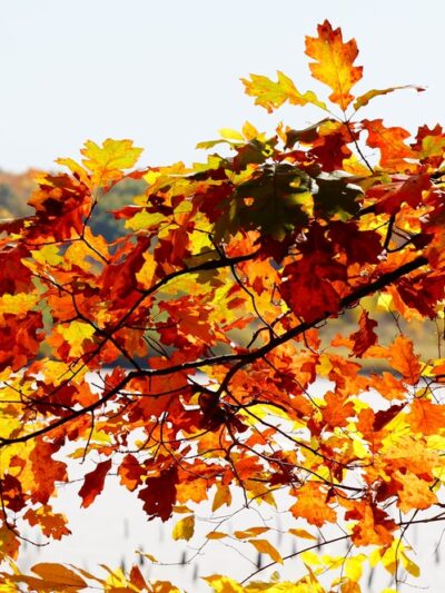 J. E. Roush Fish and Wildlife Area - Huntington, IN