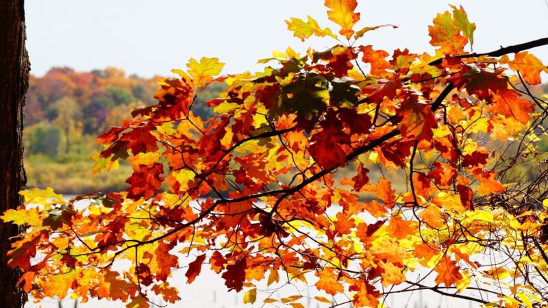 J. E. Roush Fish and Wildlife Area - Huntington, IN