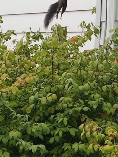 Laurie Park - Huntington, IN