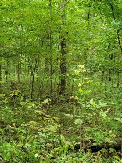 Pehkokia Woods - ACRES Land Trust - Huntington, IN