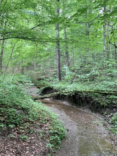 Pehkokia Woods - ACRES Land Trust - Huntington, IN