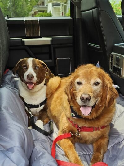 Pretty Paws Dog Grooming Salon - Huntington, IN