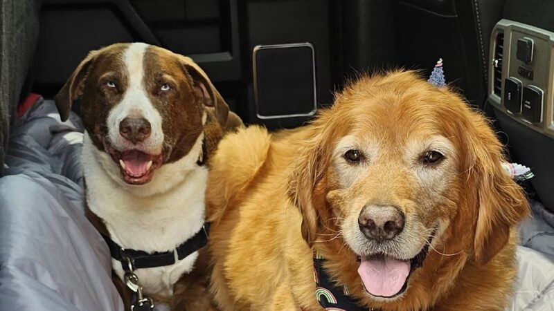 Pretty Paws Dog Grooming Salon - Huntington, IN