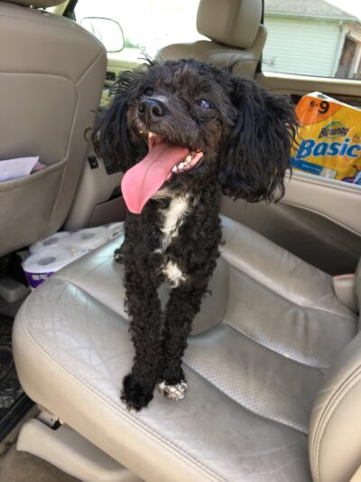 Pretty Paws Dog Grooming Salon - Huntington, IN