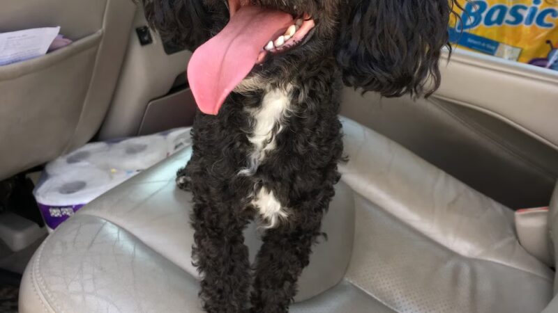 Pretty Paws Dog Grooming Salon - Huntington, IN
