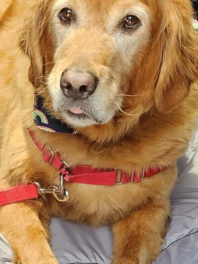 Pretty Paws Dog Grooming Salon - Huntington, IN