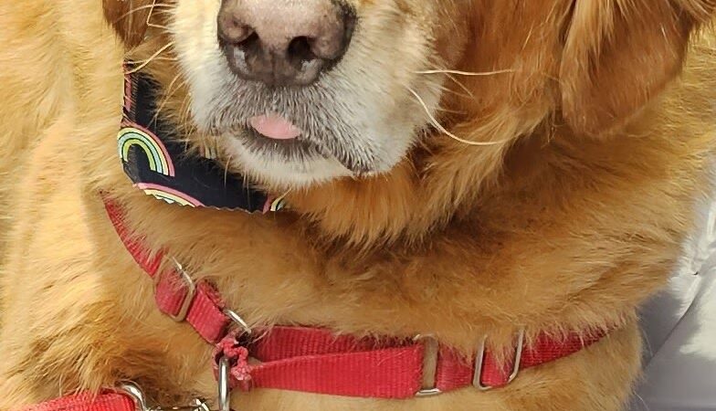 Pretty Paws Dog Grooming Salon - Huntington, IN