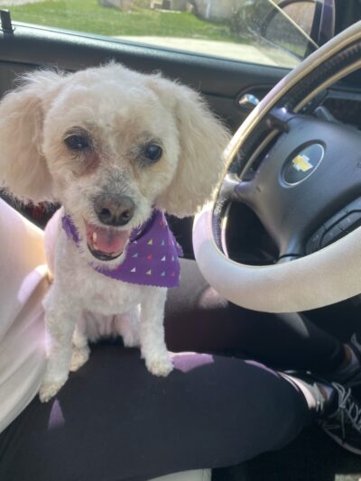 Pretty Paws Dog Grooming Salon - Huntington, IN