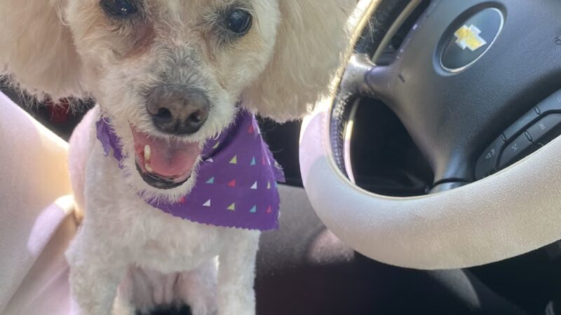 Pretty Paws Dog Grooming Salon - Huntington, IN