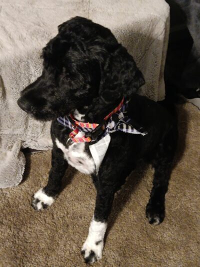 Pretty Paws Dog Grooming Salon - Huntington, IN