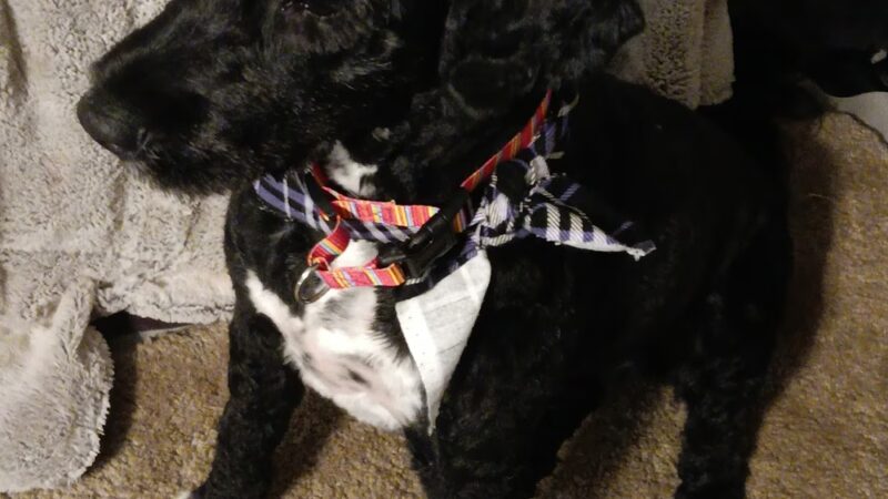 Pretty Paws Dog Grooming Salon - Huntington, IN