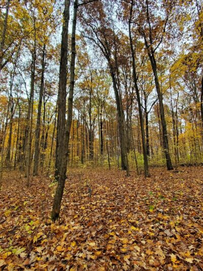 Tel-Hy Nature Preserve - Acres Land Trust - Huntington, IN